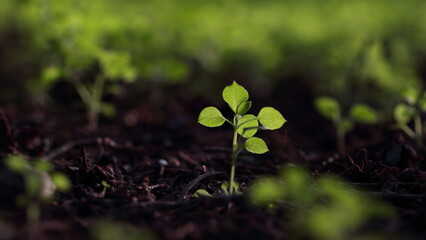 Young sprout grows from the ground