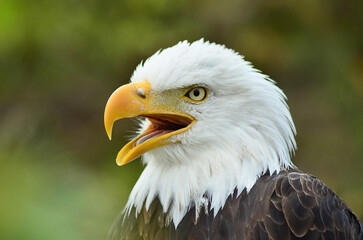 Fototapeta premium Close-up of a majestic eagle with sharp eyes, perched against a blurred background, symbolizing strength, freedom, and nature