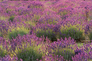 Pole lawendy w pełnym rozkwicie © Olek