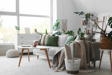Cozy sofa, houseplant, basket with cushion and coffee table in interior of living room