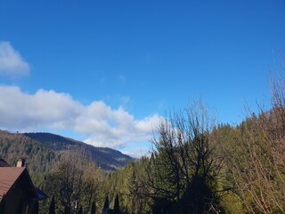 Beautiful Carpathian mountains, coniferous trees and deciduous trees, spruce trees