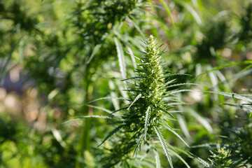 Marijuana plant groving in private garden