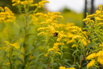 Obraz premium Goldenrod plant and yellow flowers