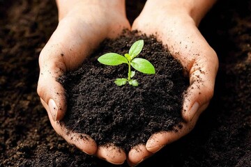 Hands Holding Dark Soil with Green Sprout, Symbolizing Growth, Life, and Human