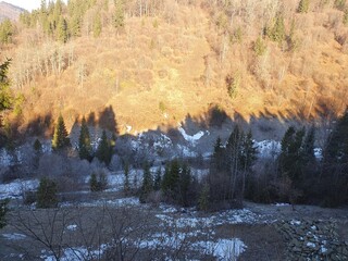 Beautiful Carpathian mountains, coniferous trees and deciduous trees, spruce trees