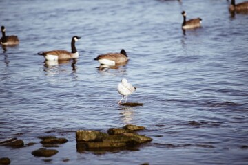 country goose swimming