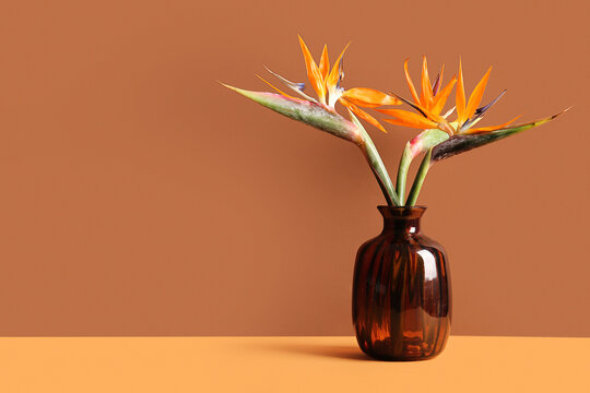 Vase with beautiful strelitzia flowers on color background