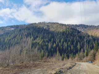 Beautiful Carpathian mountains, coniferous trees and deciduous trees, spruce trees