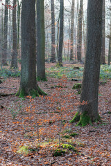 Obraz premium Spätherbst im Münsterland