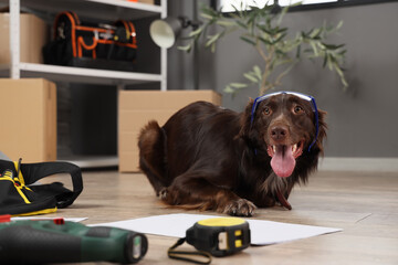 Cute dog with safety goggles and furniture assembling instructions in room