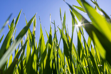 green wheat in the agricultural field in spring