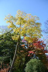 閑院宮邸跡　庭園の紅葉　京都市中京区