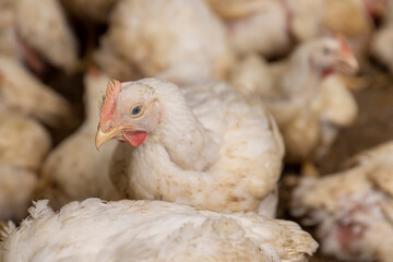 fat meat chickens in a cage-free workshop at a poultry farm in a rural area