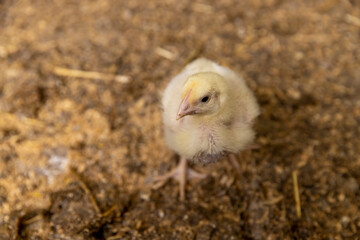 small chickens in down and feathers during cultivation at a poultry farm