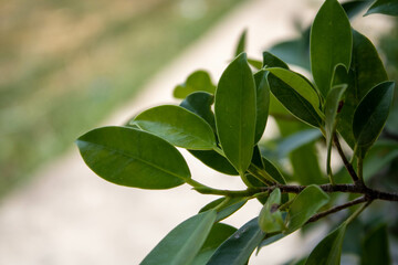 Fototapeta premium green leaves on a branch