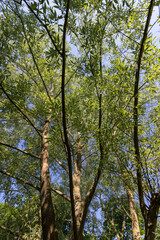 Fototapeta premium the green foliage of a willow tree in sunny weather