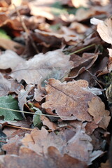 Fototapeta premium Yellow autumn leaves. Morning sun in the autumn forest. Tree without leaves