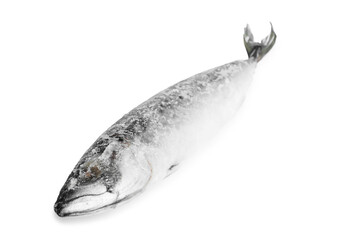 One frozen mackerel fish isolated on white
