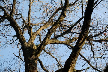 Frozen autumn leaves. Morning sun in the autumn forest. Tree without leaves