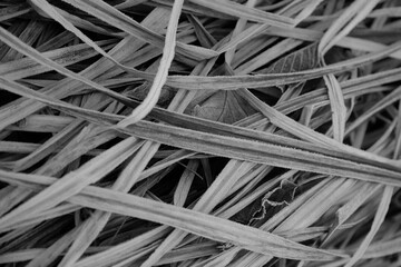 Frozen autumn leaves. Morning sun in the autumn forest. Tree without leaves