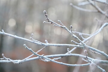 Frozen autumn leaves. Morning sun in the autumn forest. Tree without leaves