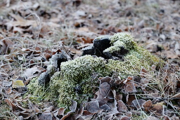 Frozen autumn leaves. Morning sun in the autumn forest. Tree without leaves