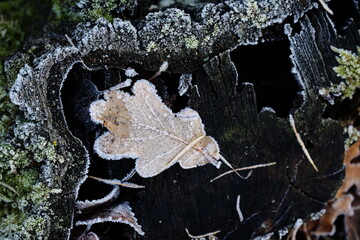 Frozen autumn leaves. Morning sun in the autumn forest. Tree without leaves