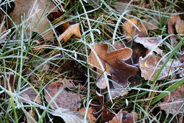 Frozen autumn leaves. Morning sun in the autumn forest. Tree without leaves