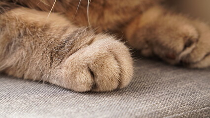 Scottish fold cat.
A breed of domestic cat with characteristic ears that are curved forward and...