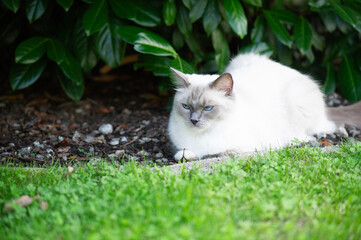 Liegende Ragdoll Katze im Garten
