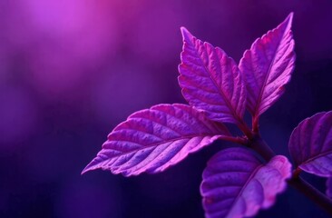 Closeup view of abstract purple leaves texture background, purple, leaves 