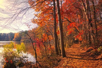 Fototapeta premium A pretty autumn forest with colorful leaves in the morning by a reflecting water at Yates Mill Pond Park in North Carolina.