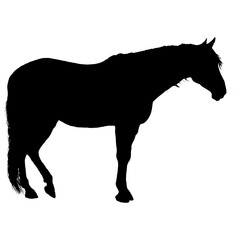 silhouette of horses. Isolated black silhouette of galloping, jumping running, trotting, rearing horse on white background. Side view.
