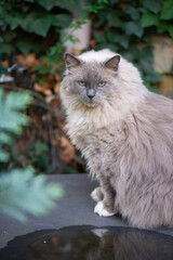 Ragdoll Katze im Garten
