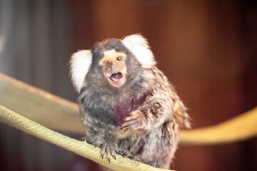 this is a close up of a common marmoset monkey