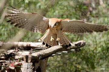 the nankeen kestrel is taking off
