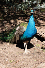 Fototapeta premium this is a close up of a peacock