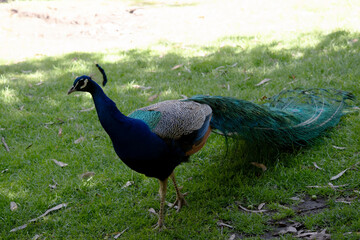Fototapeta premium the peacock is walking across the field