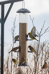Birds feeding at a backyard feeder during a cloudy afternoon in a suburban area