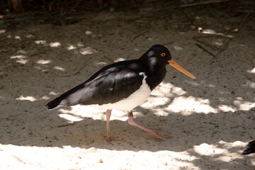 this is a side view of a peid oyster catcher