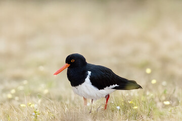 the pied oystercatcher is a black and white bird