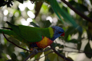this is a side view of a rainbow lorikeet in a tree