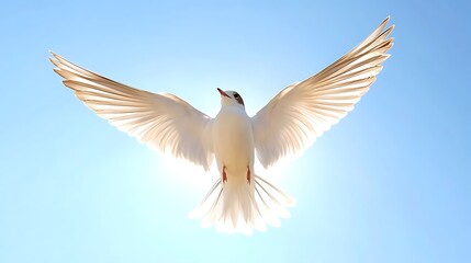 Obraz premium White bird spreading wings across vast open sky image