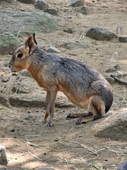 squirrel in the forest