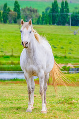 Obraz premium On the Farm: Horses in the paddock