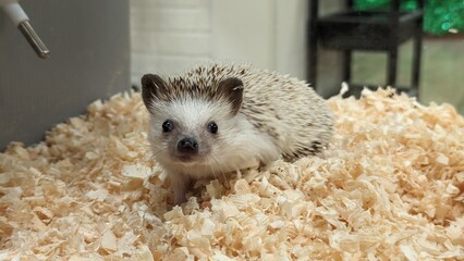 きょとんとした顔でこちらを見つめるハリネズミ