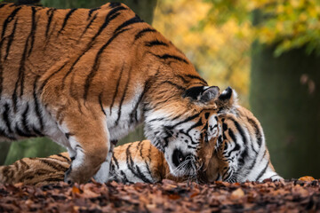 Tiger zärtlicher Kopfstoß