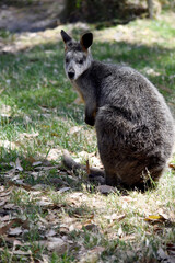 Obraz premium swamp Wallaby standing on grass