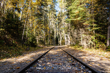 A train track in a forest with leaves on the ground