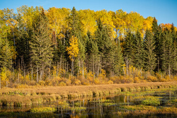A forest with trees in the background and a body of water in the foreground